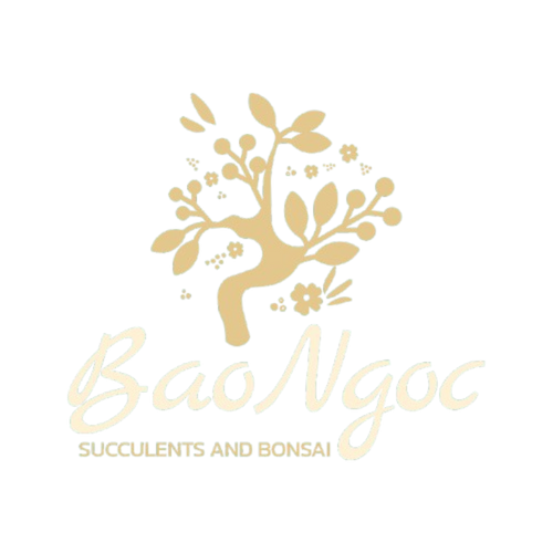 Baongoc Succulents and Bonsai